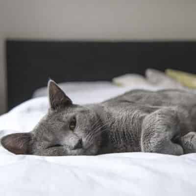 Vomissements chez le chat : identifier les symptômes et prévenir les risques