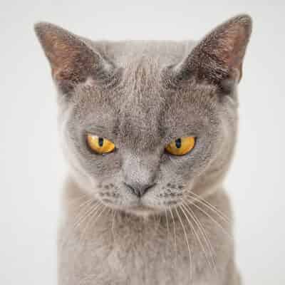 Chat qui vomit : comprendre les causes possibles et solutions adaptées