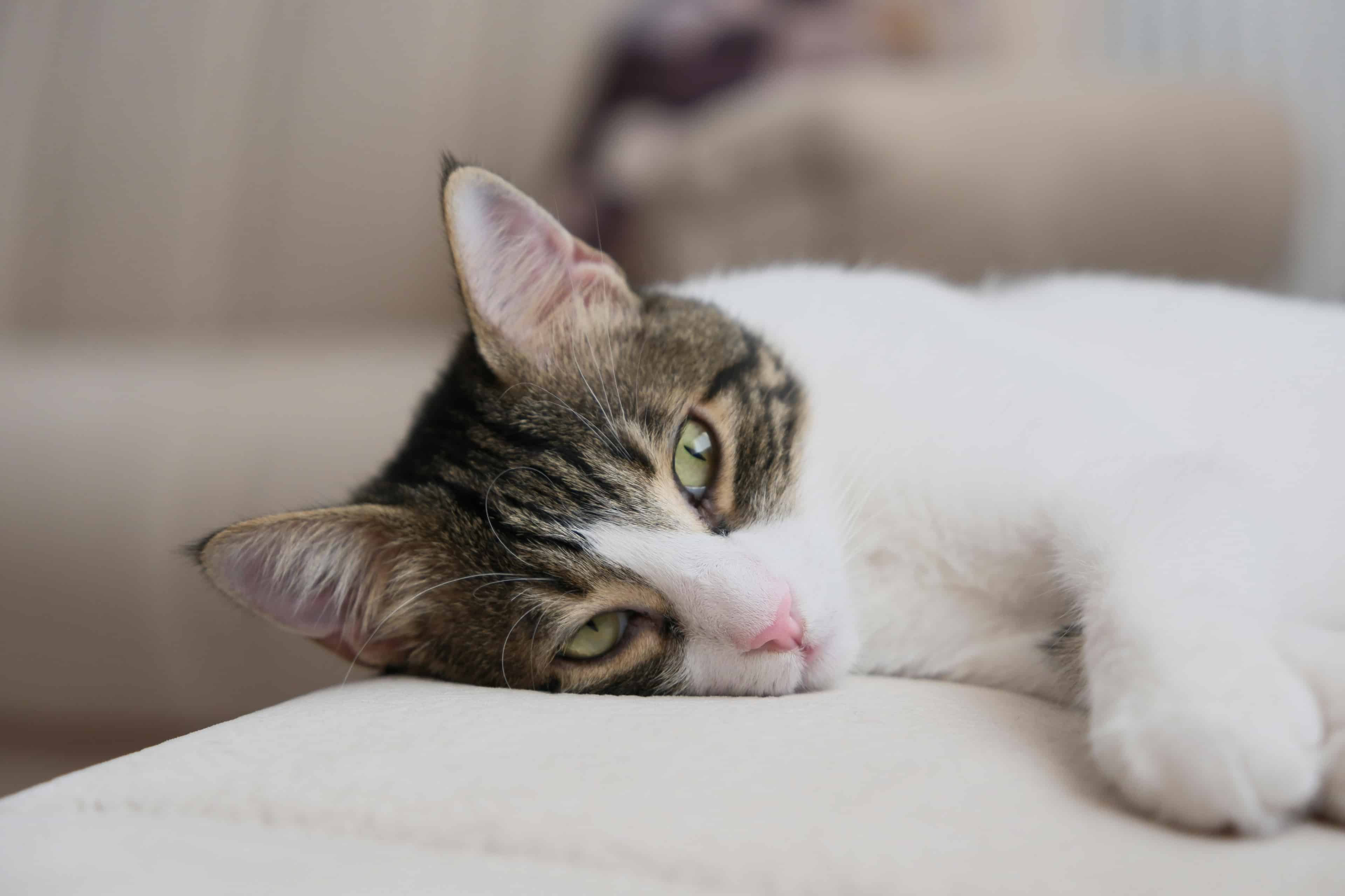 Perte de poids chez le chat : faut-il s'inquiéter ?