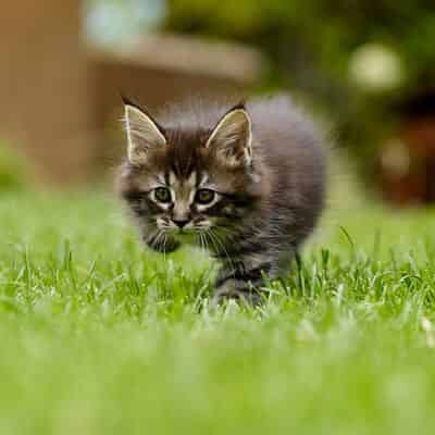 Poids chaton : évolution semaine par semaine