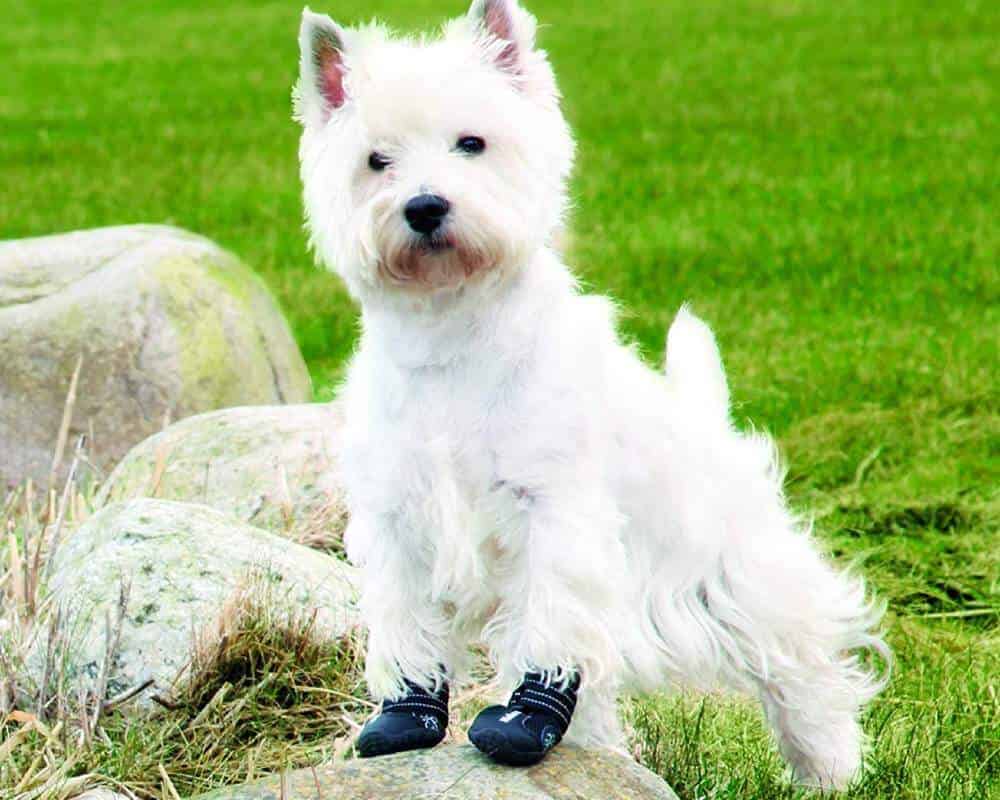 Où acheter des chaussures pour son chien ?