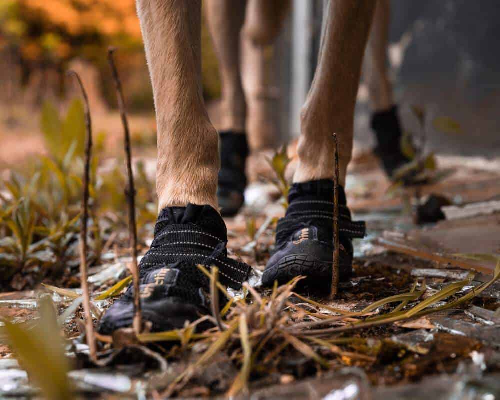 Comment protéger les coussinets de son chien ?