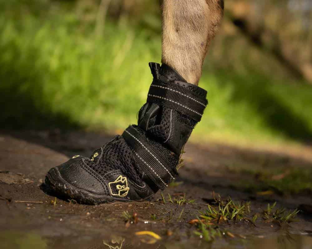 Quelles sont les meilleures bottes pour chien ?