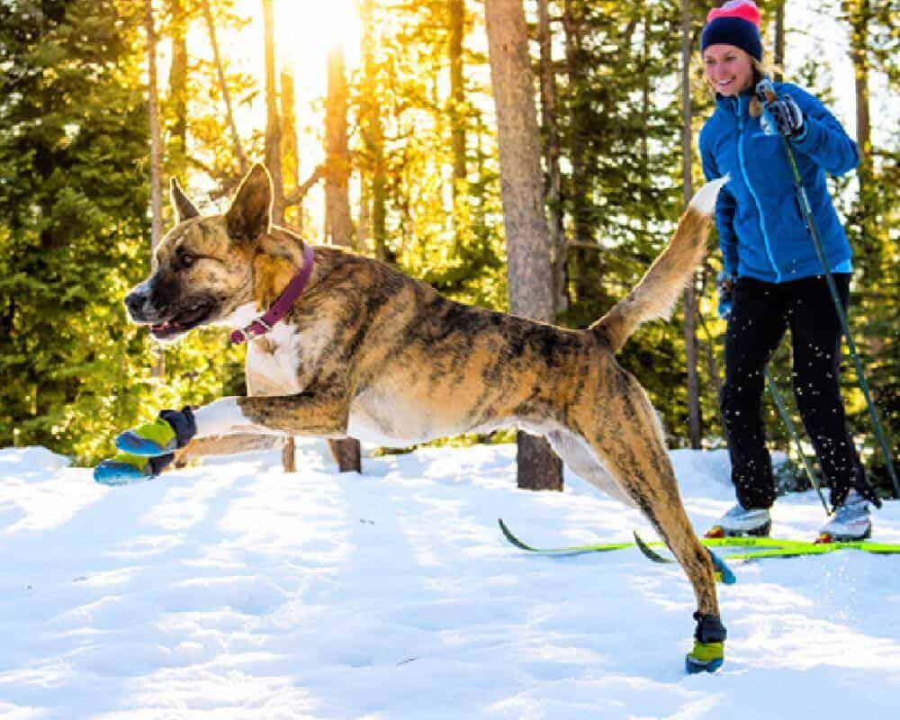 Pourquoi mettre des chaussures à son chien ?