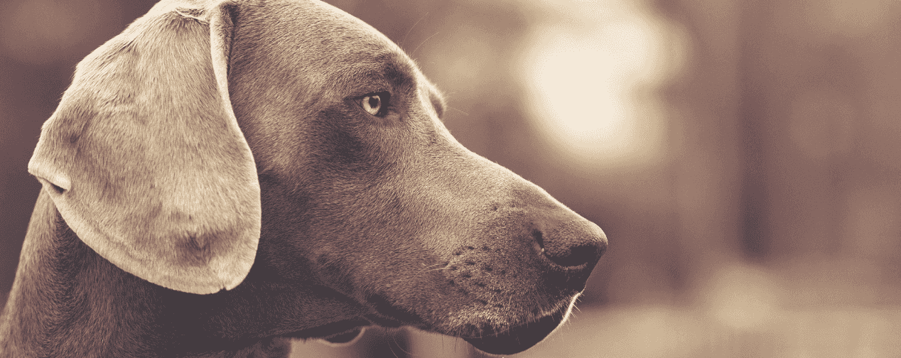 Tout pour le chien