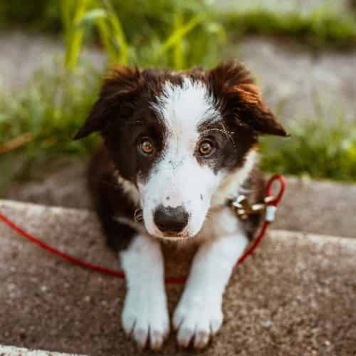 alimentation du chien