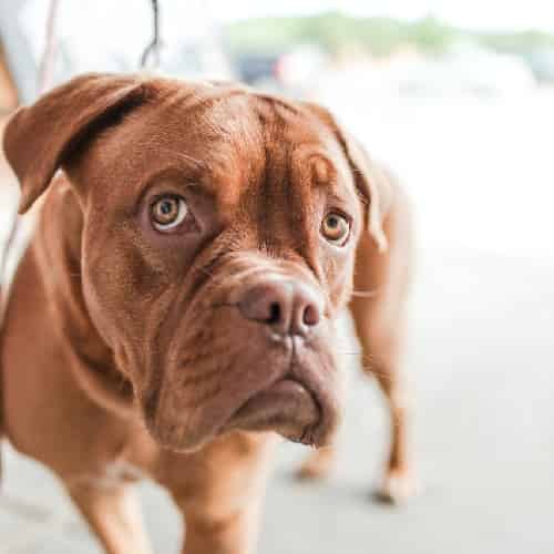 quel traitement pour la constipation du chien