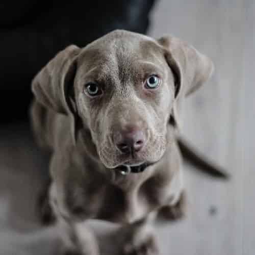 constipation chez le chien