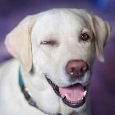 Quelles sont les races de chiens les plus silencieuses ?