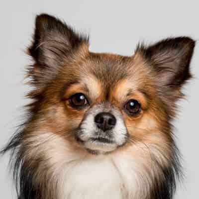 Quels sont les chiens qui sont connus pour aboyer ?