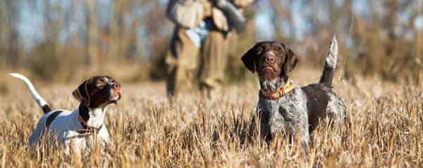 Manteau pour chien de chasse