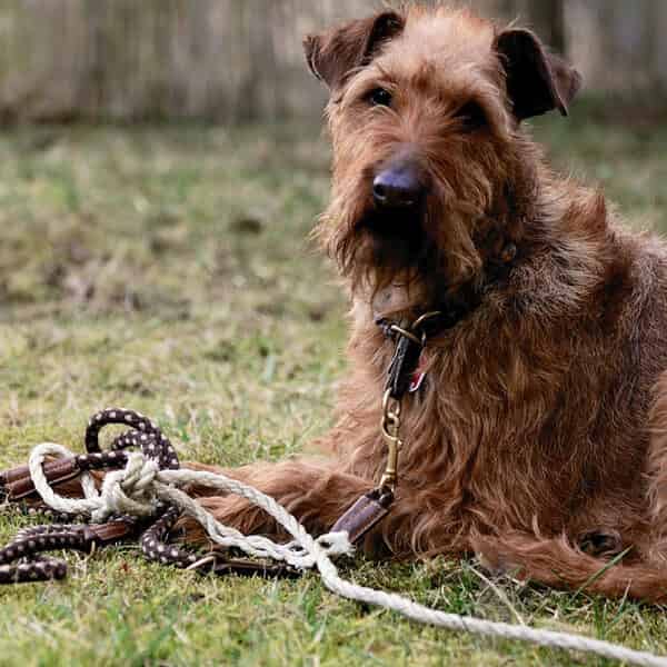Attacher son chien avec une laisse