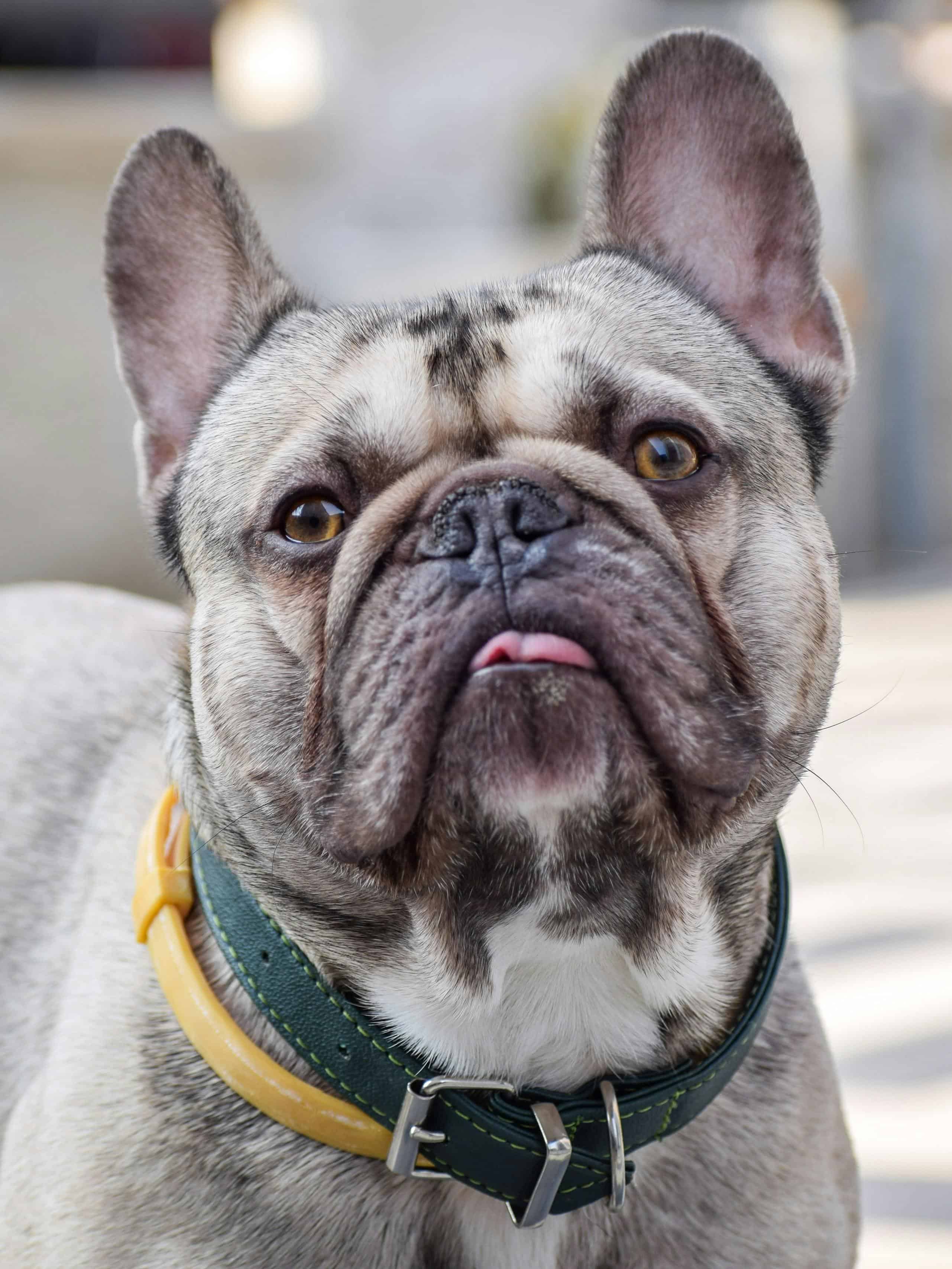 Les signes d'alerte à surveiller dans les urines de votre chien