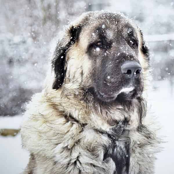 Pourquoi mon chien perd-il ses poils en hiver ?
