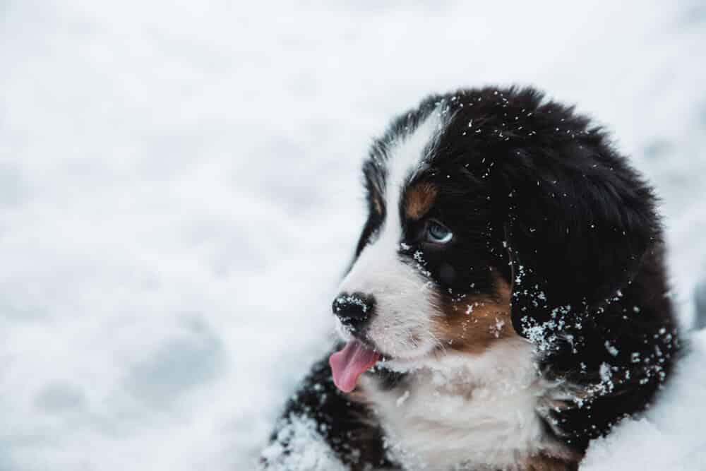 chien mignon