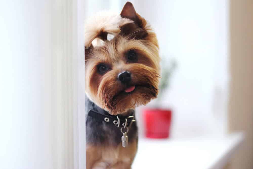 chien mignon