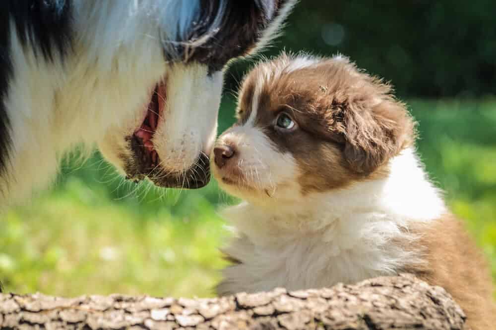 chien mignon