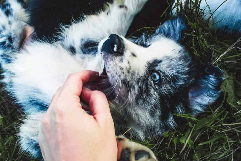 chien mignon