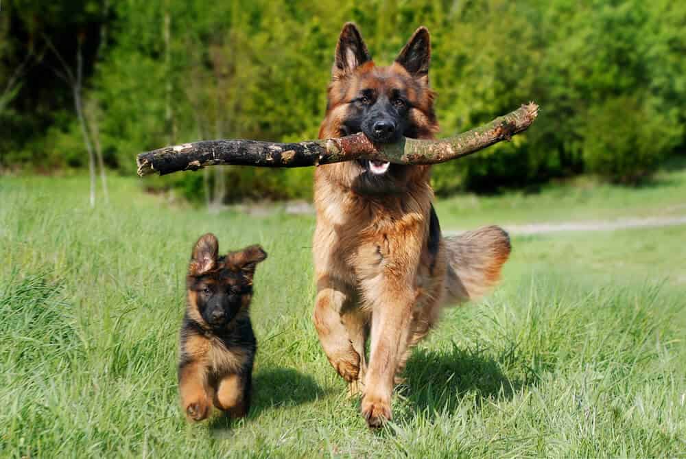 chien mignon