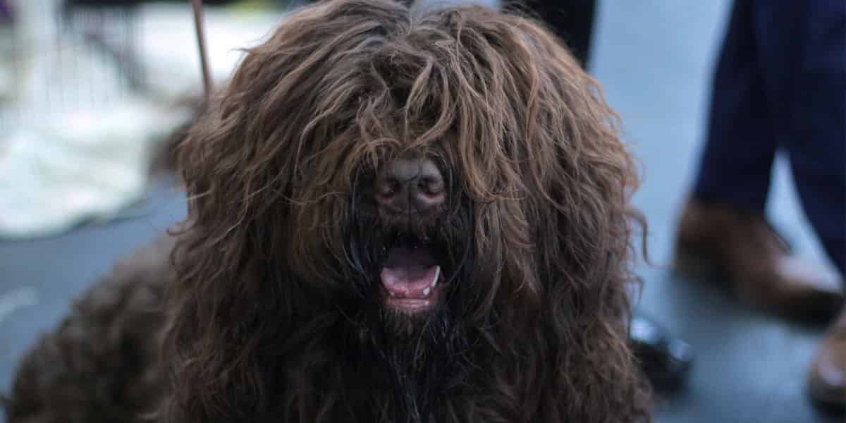 Les races de chien qui ne perdent pas leurs poils