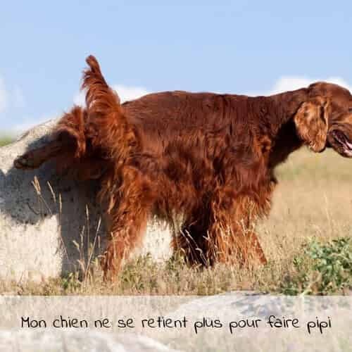 Mon chien ne se retient plus pour faire pipi