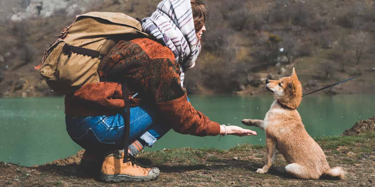 Pourquoi les poils de mon chien deviennent roux ?