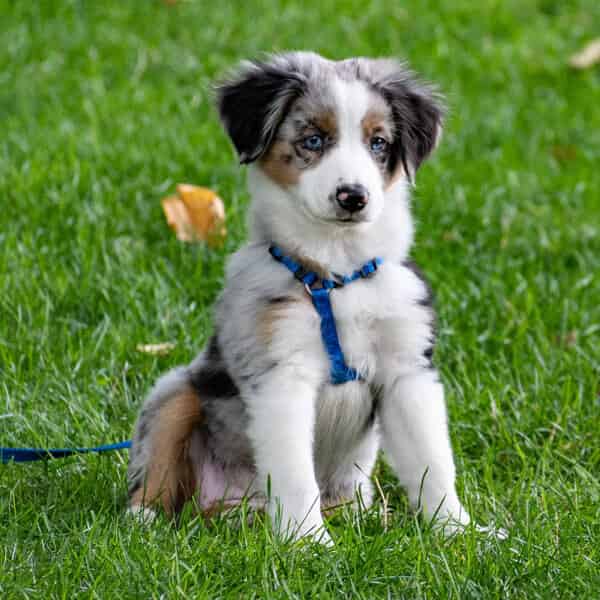 Les meilleurs noms en S pour chiens en 2021