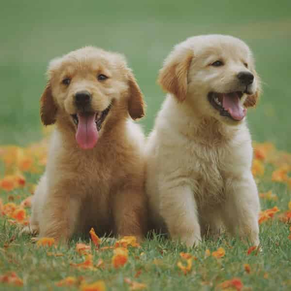Des noms en S pour chiens mâles et femelles