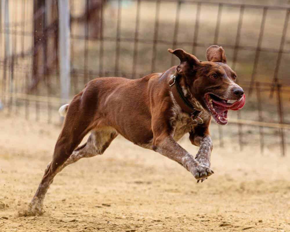 Comment savoir si mon chien est heureux ?