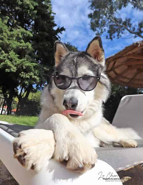 Magazine Le chien sportif