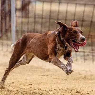 Comment rendre mon chien heureux ?