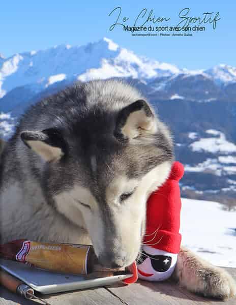 Magazine Le chien sportif