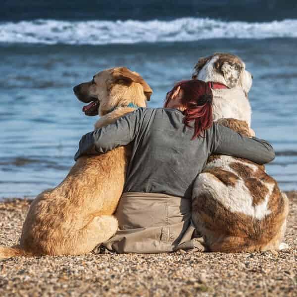 Nos conseils pour voyager avec son chien