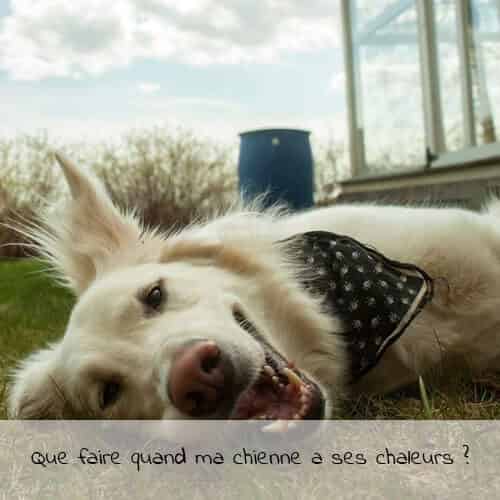Que faire quand ma chienne a ses chaleurs ?