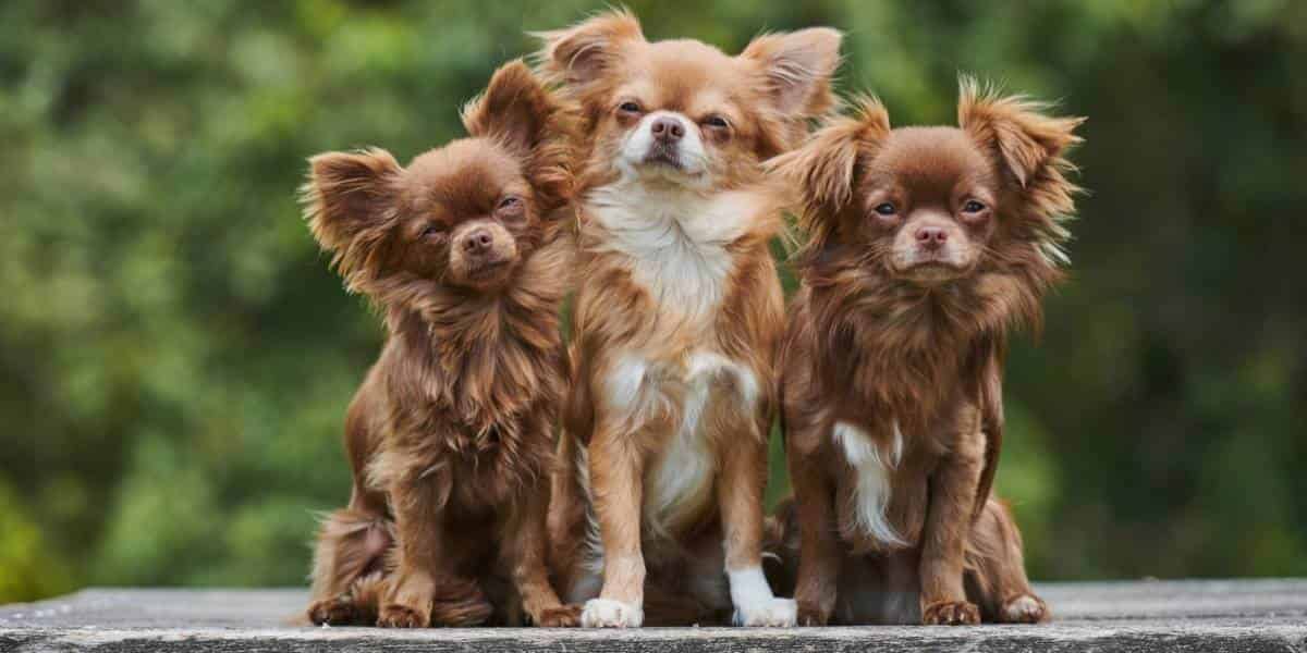 Muselière pour chihuahua