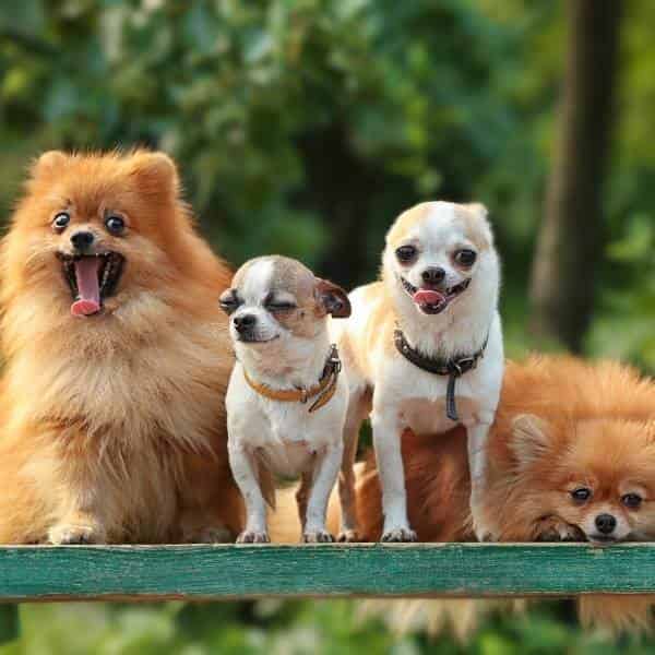 Museler son Chihuahua