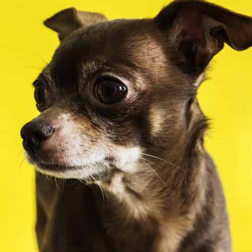 Le Chihuahua