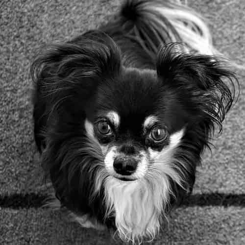Tout savoir sur le Chihuahua