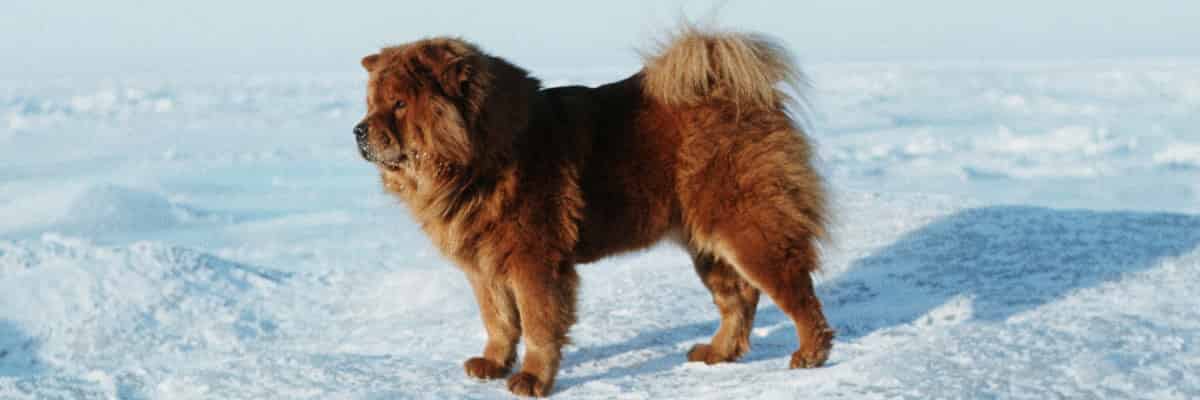 Elevage de Chow-chow