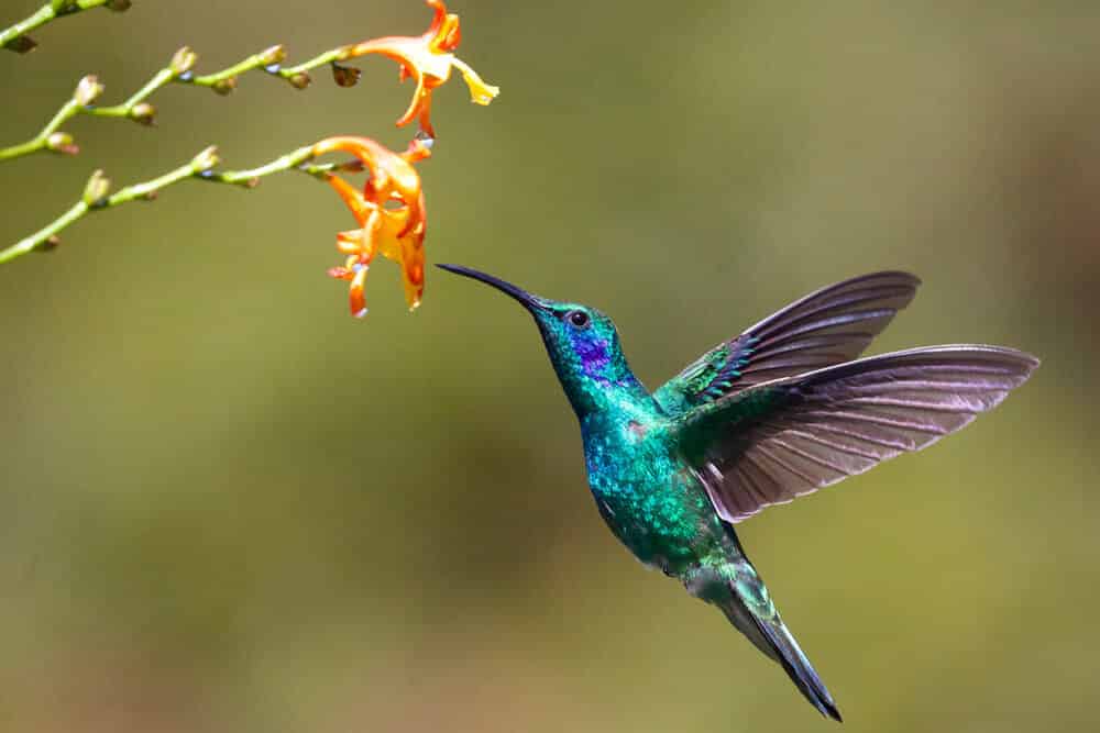 Colibri mignon