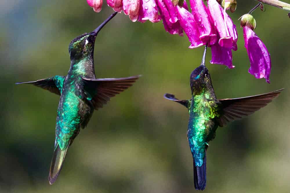 Colibri mignon