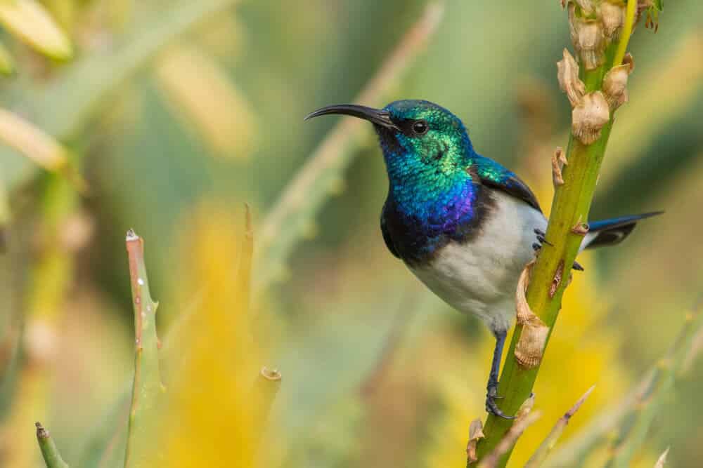 Colibri mignon