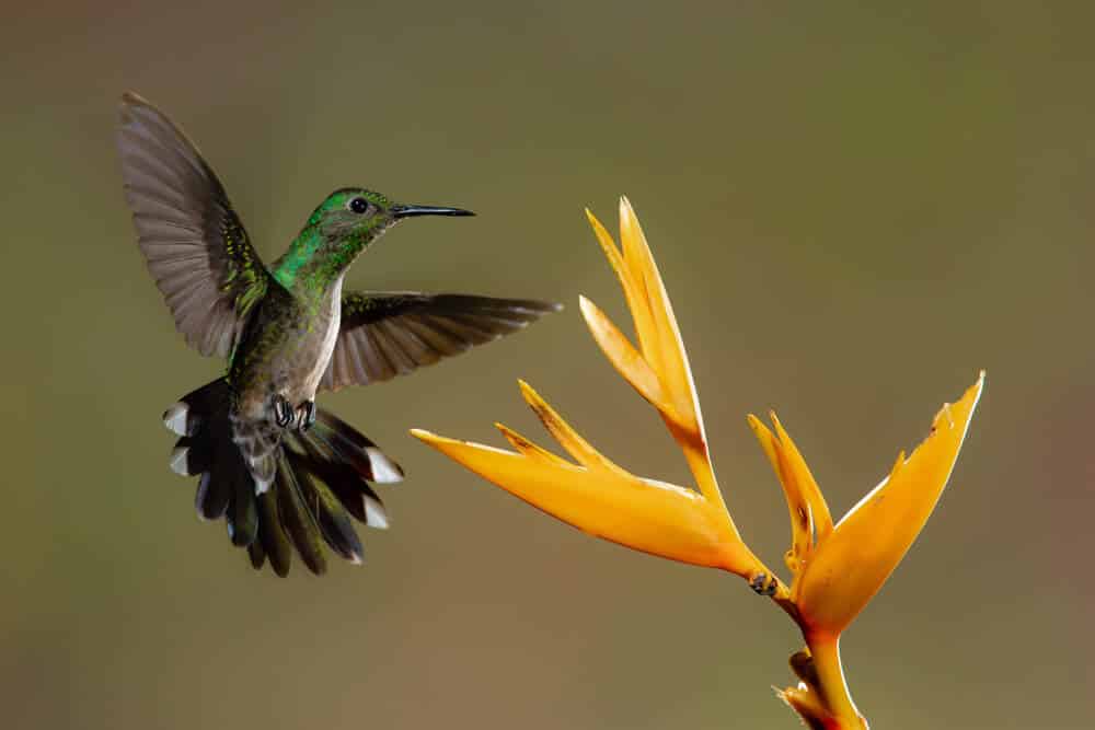 Colibri mignon