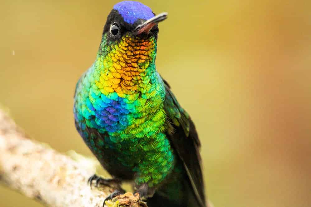 Colibri mignon