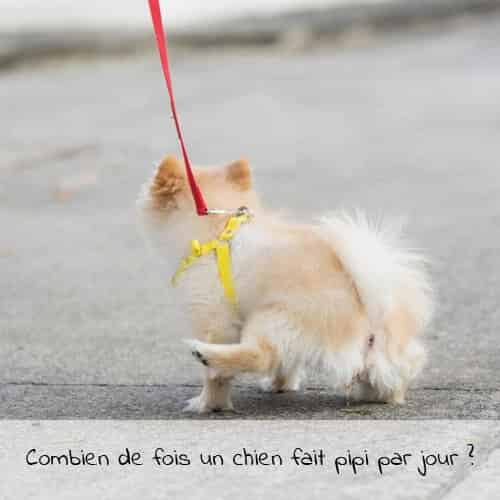 Combien de fois un chien fait pipi par jour ?