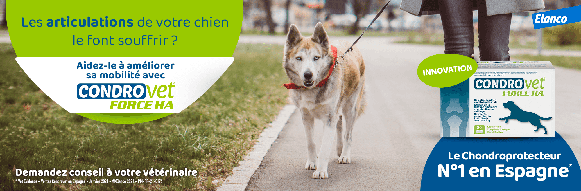 Condrovet chien