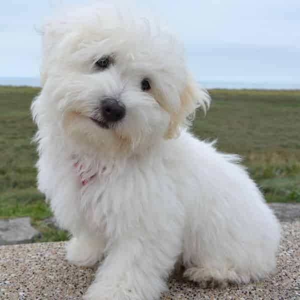 Quelle tondeuse pour Coton de Tuléar ?