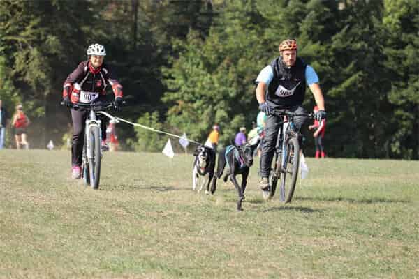 Attache vélo pour chien Cynobike