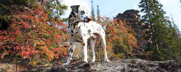 manteau pour chien dalmatien