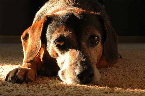 Demeter des produits pour chien sénior